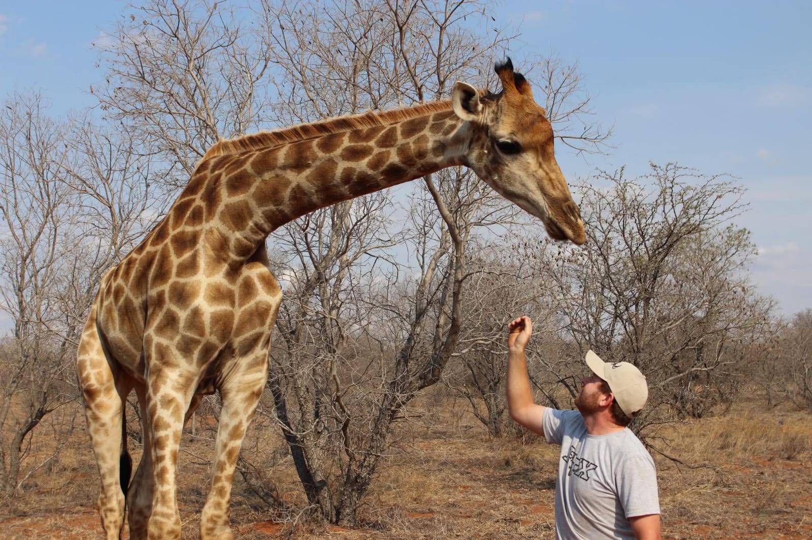 Angelo reaching up towards a giraffe in the bushveld