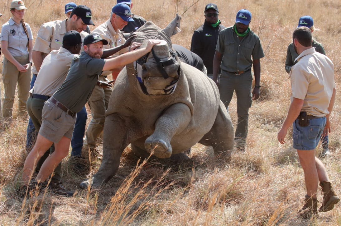 A wildlife team guiding a blindfolded white rhino as it rises in the grass