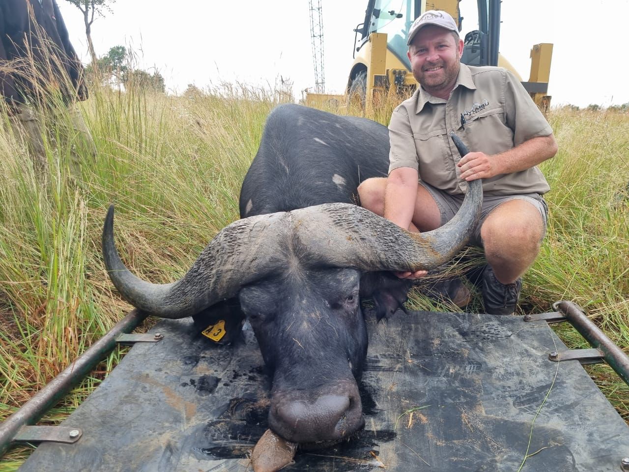 Angelo kneeling beside a buffalo on a field transport platform with a loader behind them