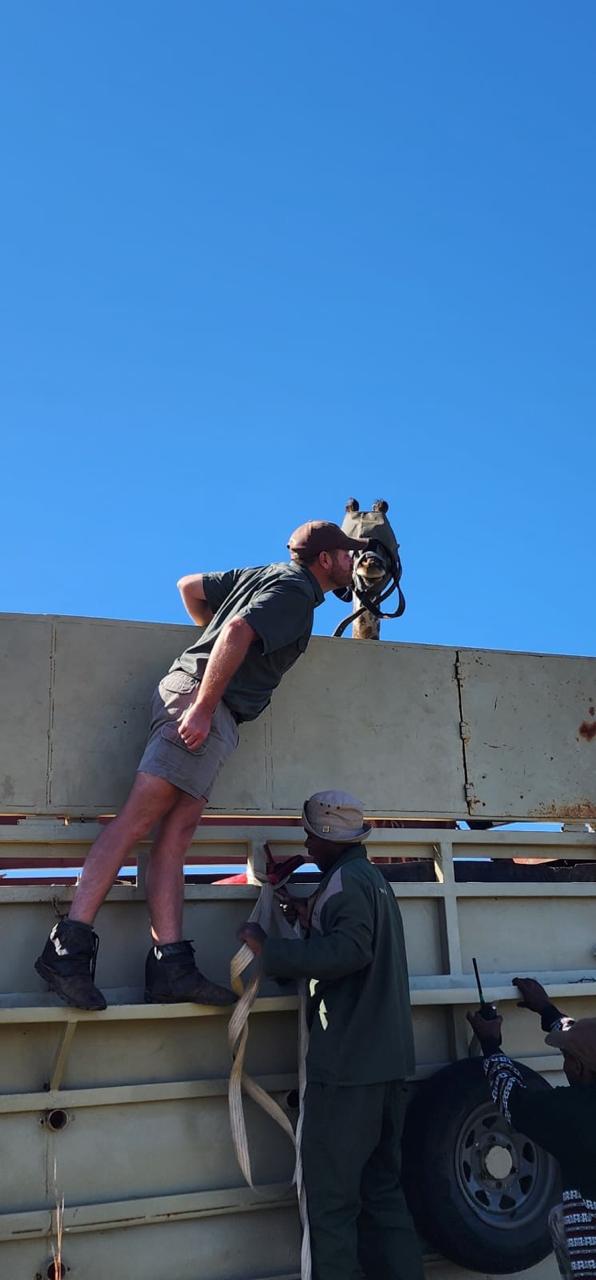 Angelo leaning over the side of a capture truck beside a blindfolded giraffe
