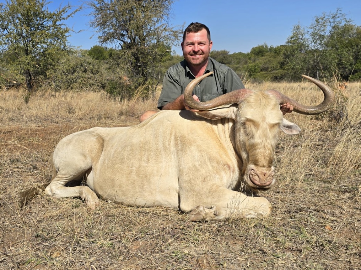 Angelo kneeling behind a rare pale king wildebeest resting in golden grass