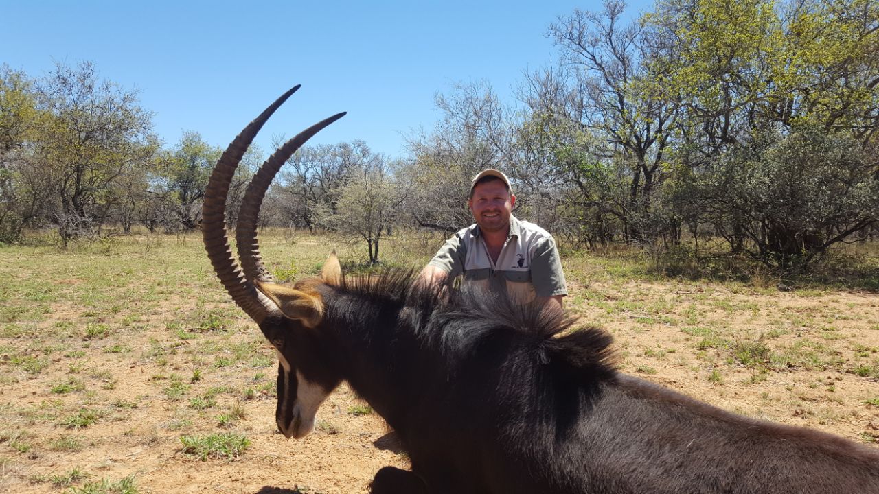 Angelo resting a hand on a big dark sable bull lying down in dry bushveld
