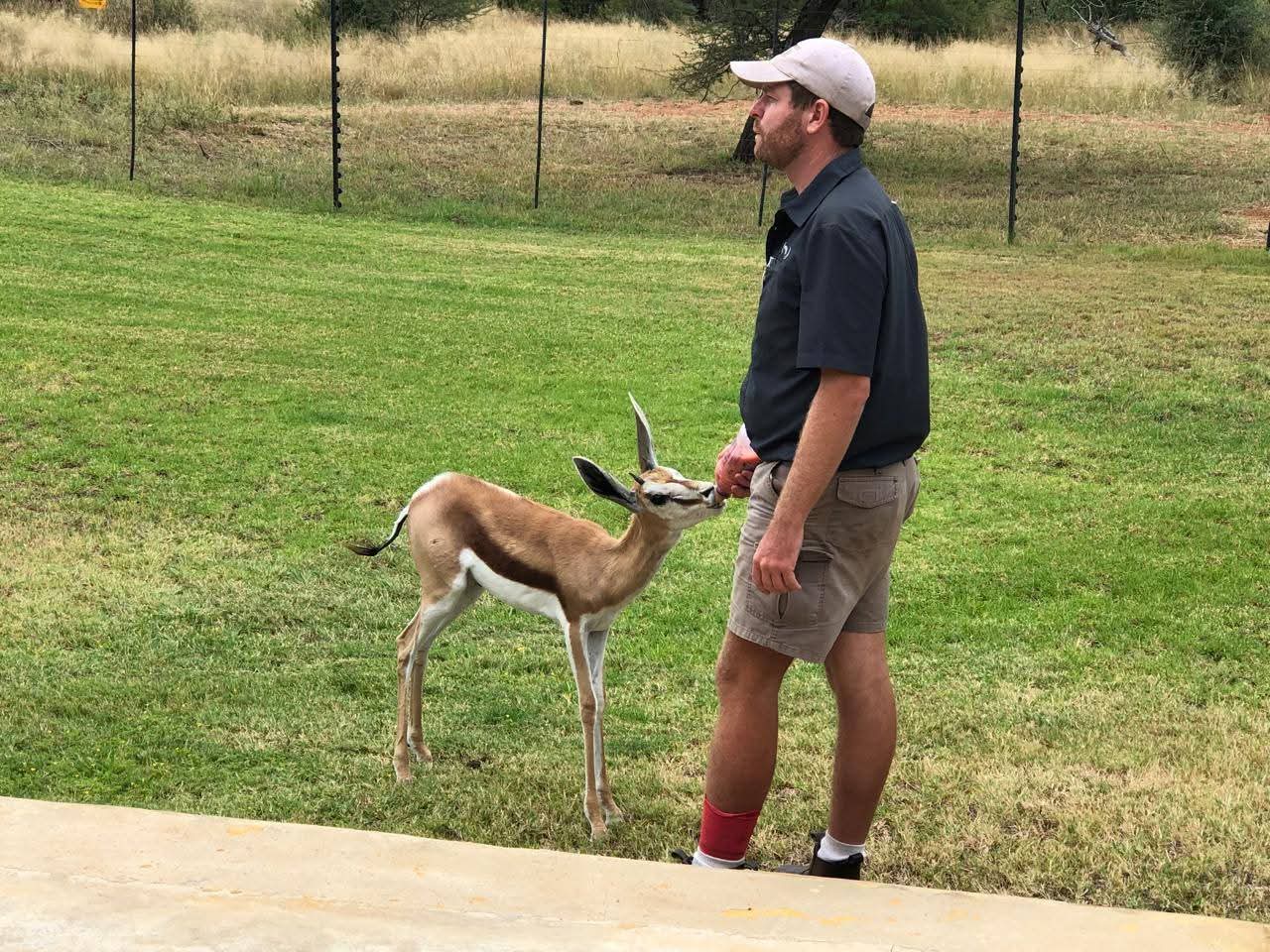 Angelo standing on a lawn with a hand-raised springbok lamb reaching up to him