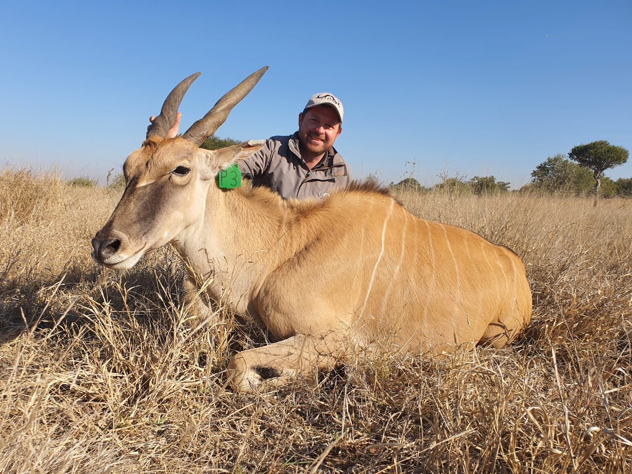 Angelo kneeling behind an eland resting in dry grass beneath a clear blue sky