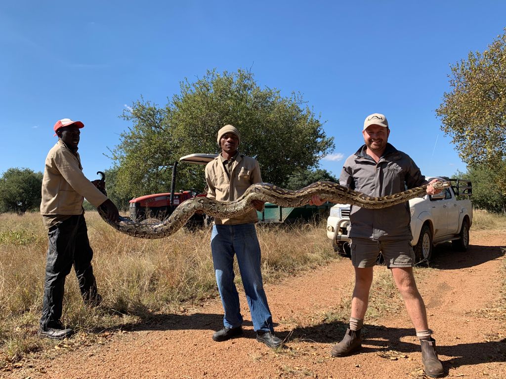 Angelo and two colleagues holding a large python safely across a reserve road