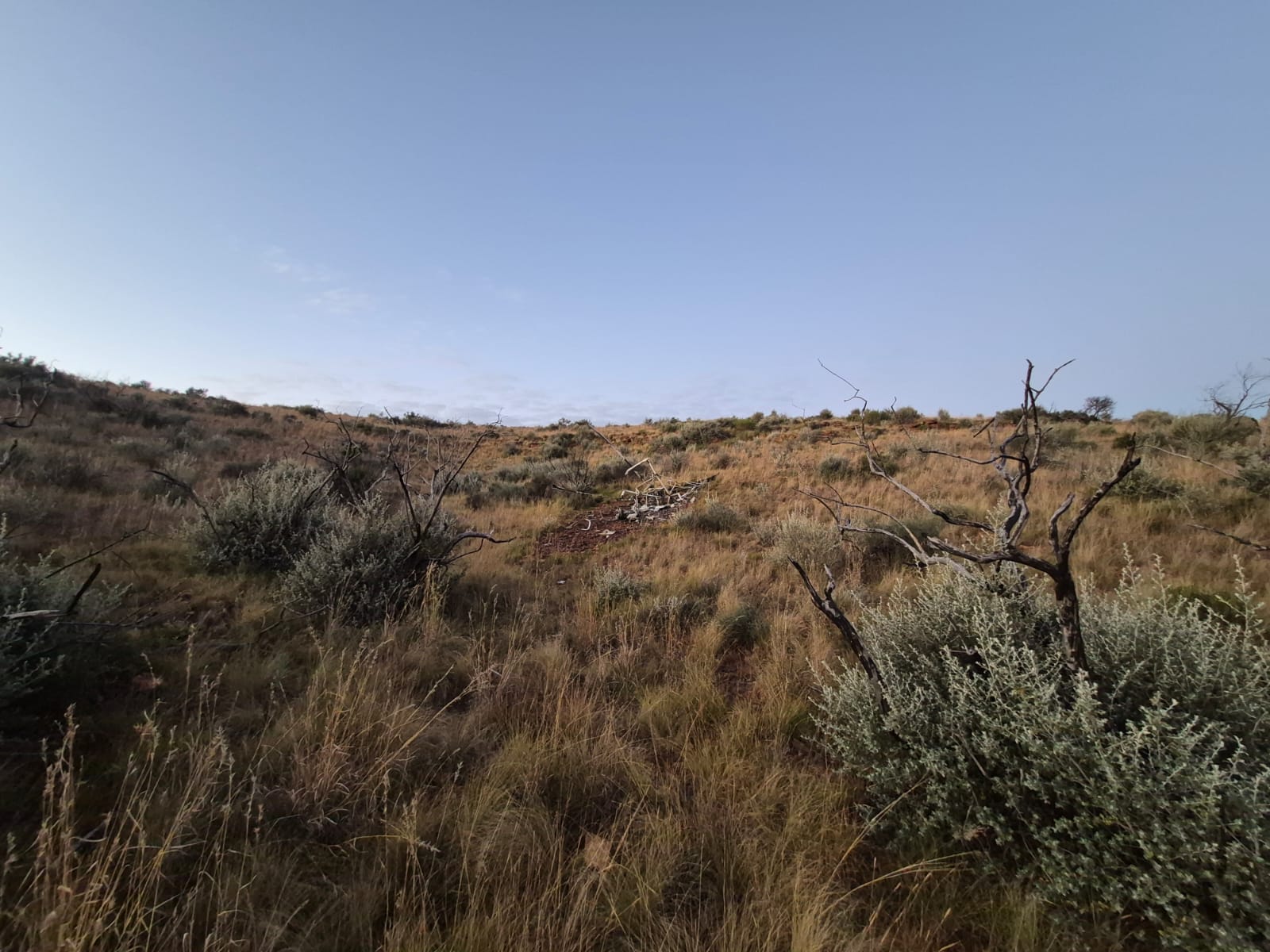 A quiet grass slope with scattered bushes under a soft early morning sky