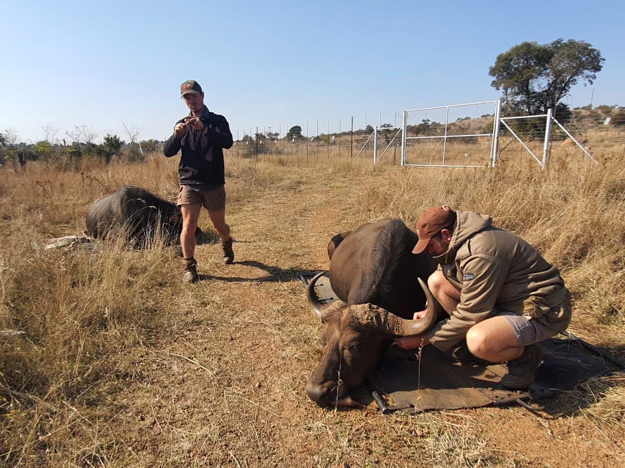Angelo and a colleague working on a sedated buffalo beside a bakkie in the veld