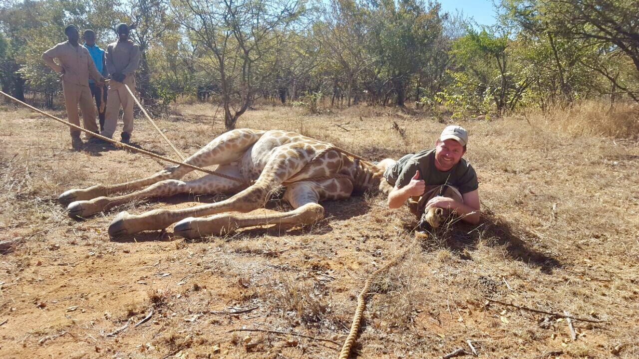 Angelo holding a sedated giraffe's head while the team hauls the capture ropes