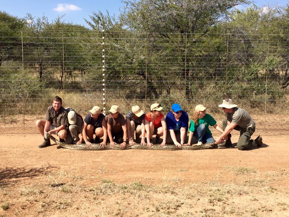 The whole team crouched along a fence line holding a very large python stretched between them