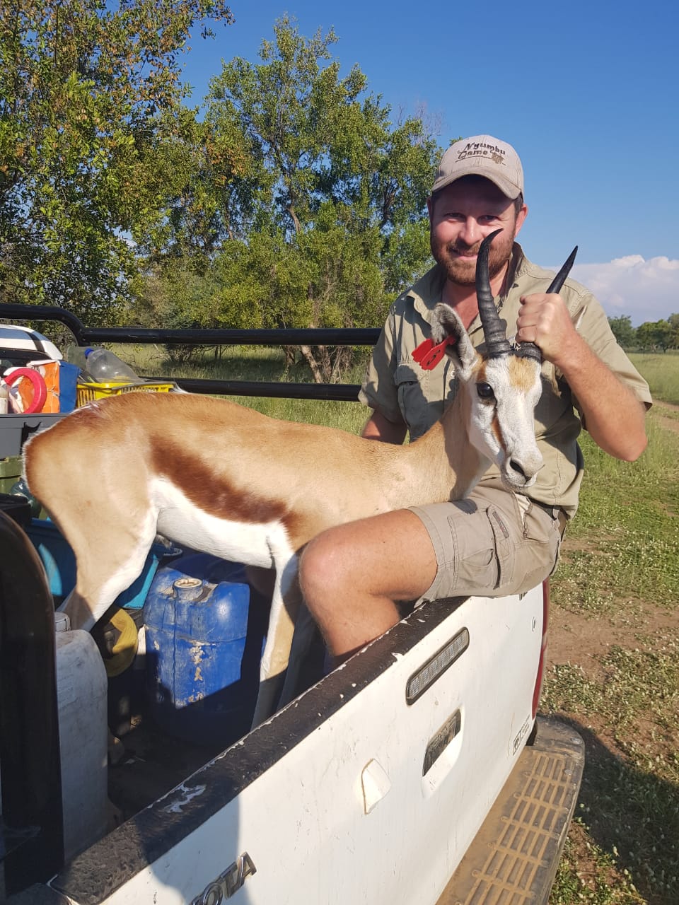 Angelo on the back of a bakkie with a young springbok wearing red ear tags