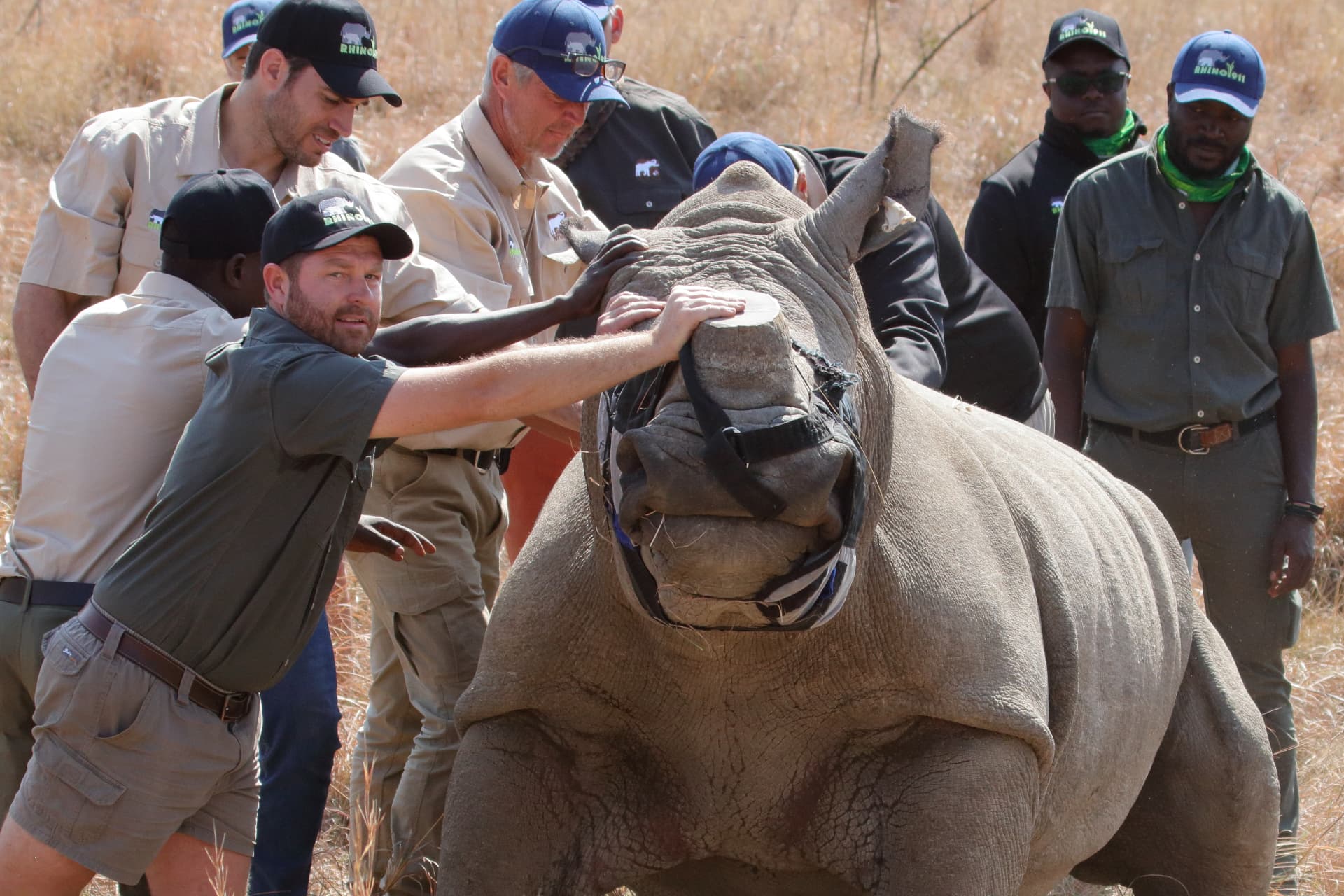Angelo keeping a reassuring hand on a blindfolded white rhino while the team works
