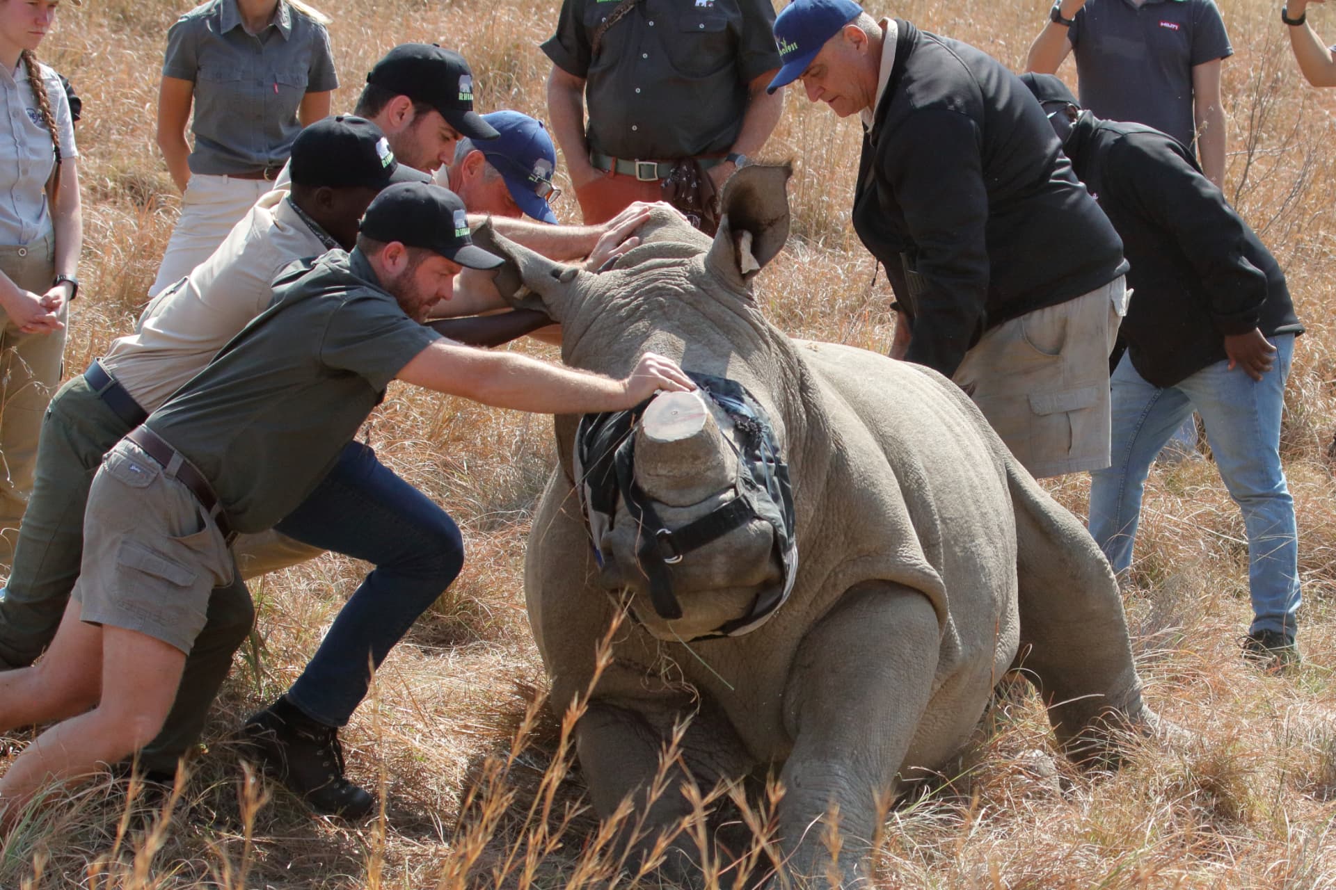 Angelo helping the wildlife team steady a blindfolded white rhino during an operation