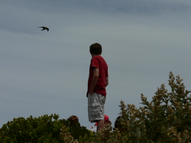 Angelo standing among coastal shrubs in a red shirt, watching a bird overhead