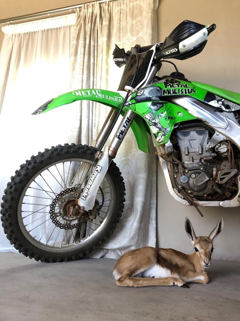 A springbok lamb resting on the floor beside Angelo's green Kawasaki motorbike in his rondawel