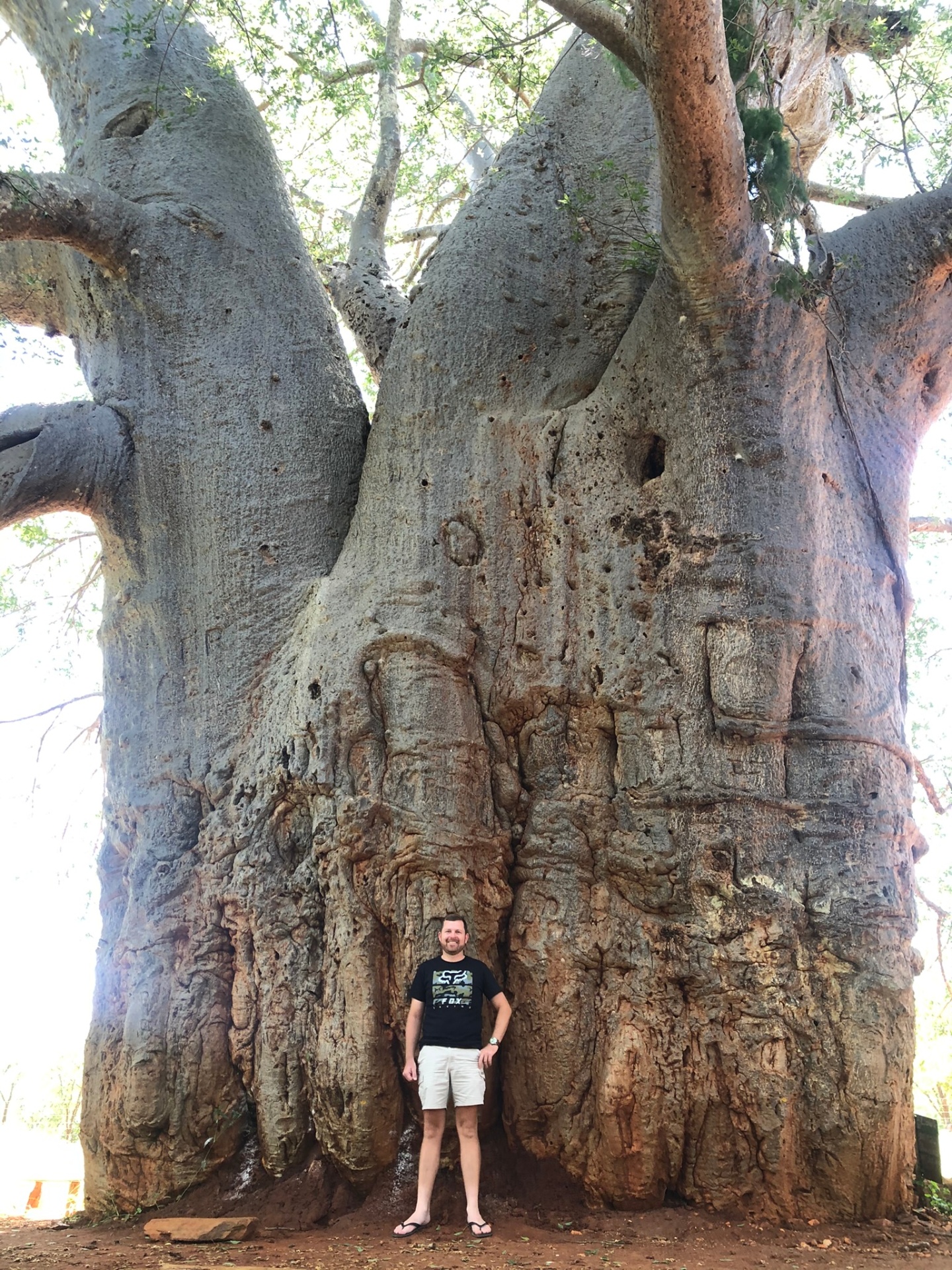 Angelo smiling against the enormous fluted trunk of an ancient baobab