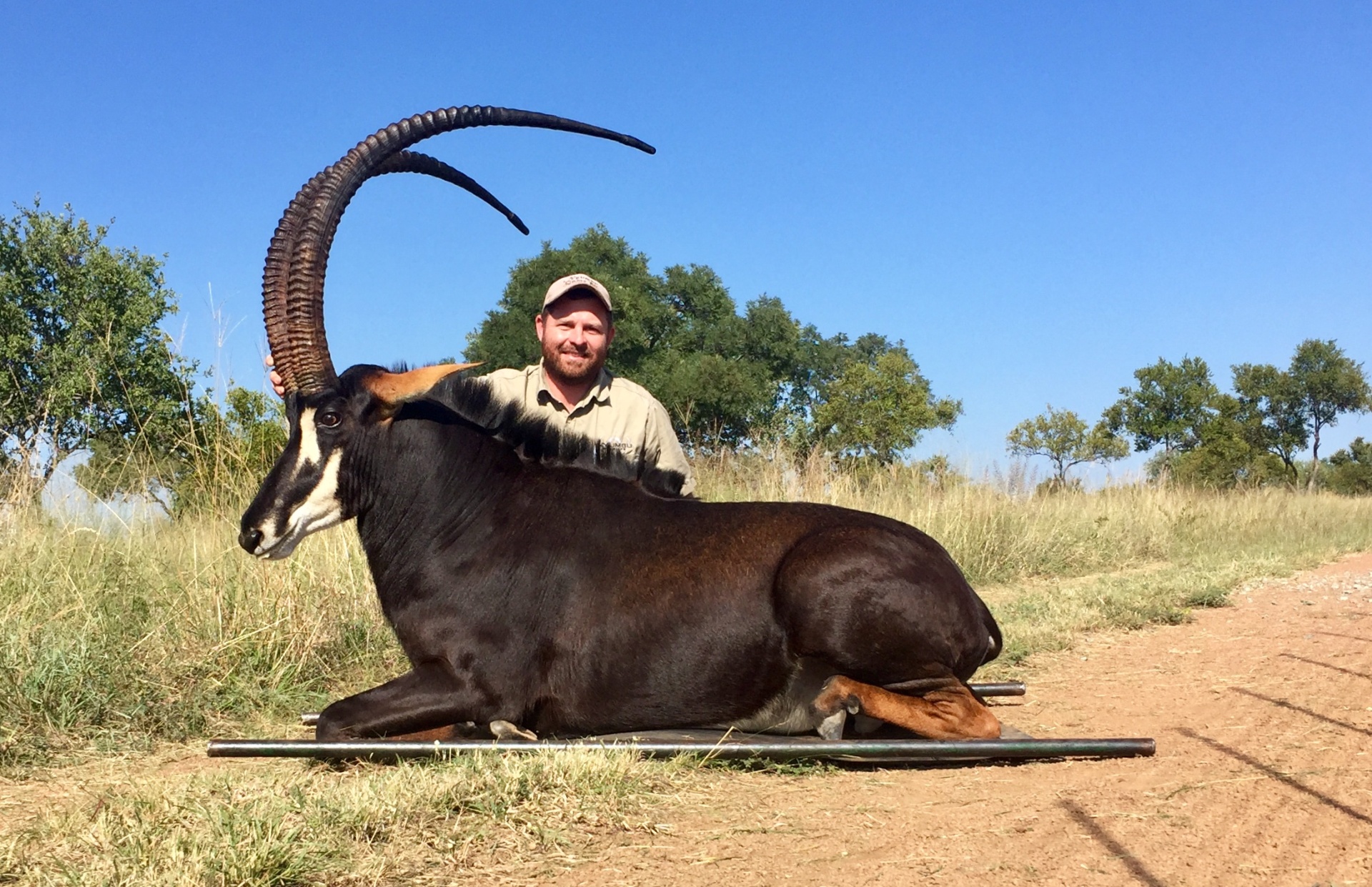 Angelo behind a dark antelope with long curved horns on a sandy track