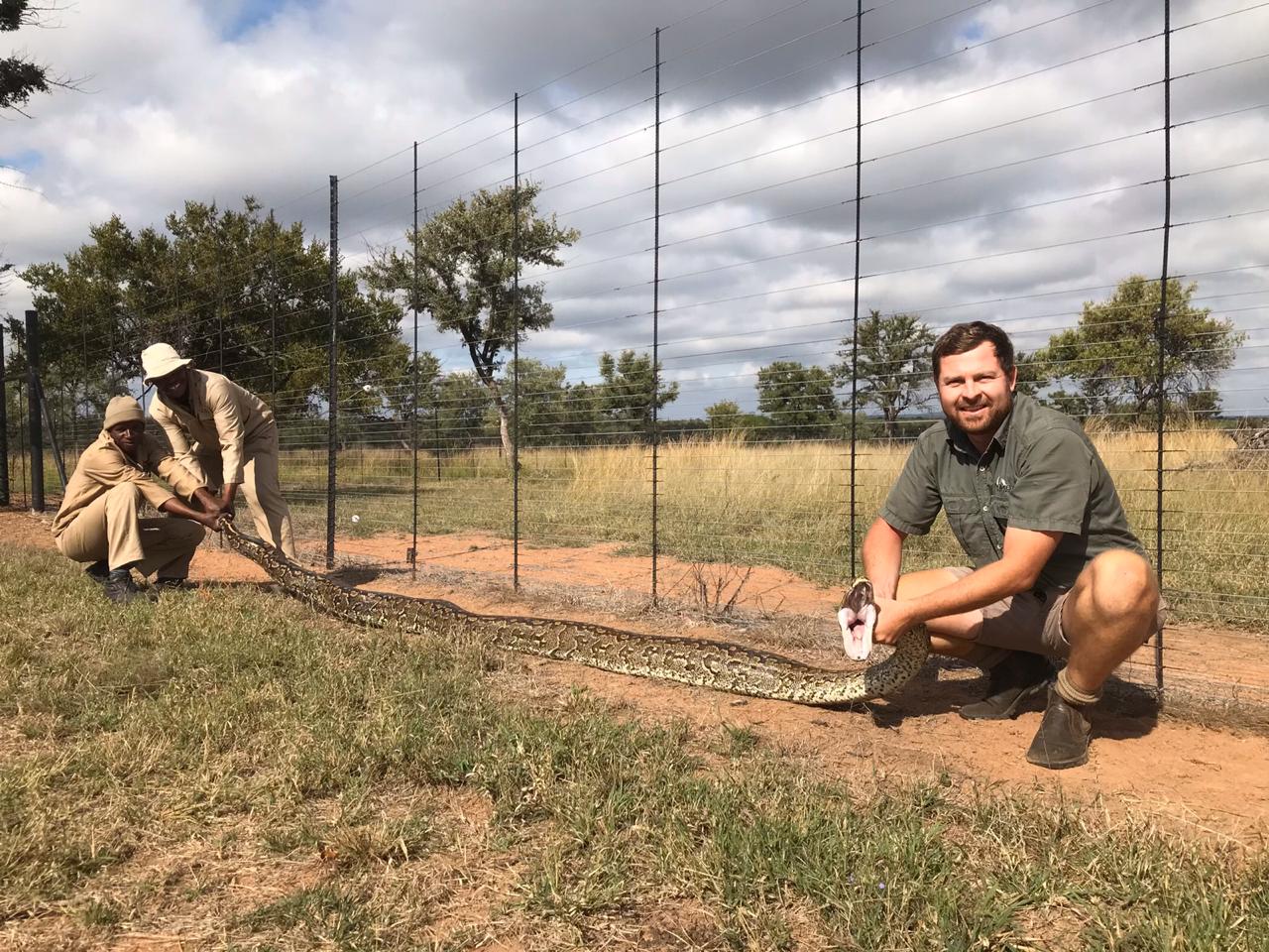 Angelo and two colleagues carefully handling a large African rock python