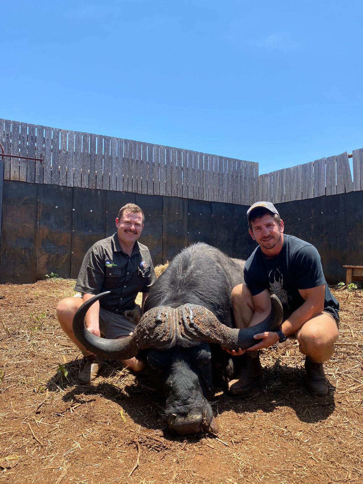 Angelo and a colleague kneeling with a sedated buffalo inside a wooden boma