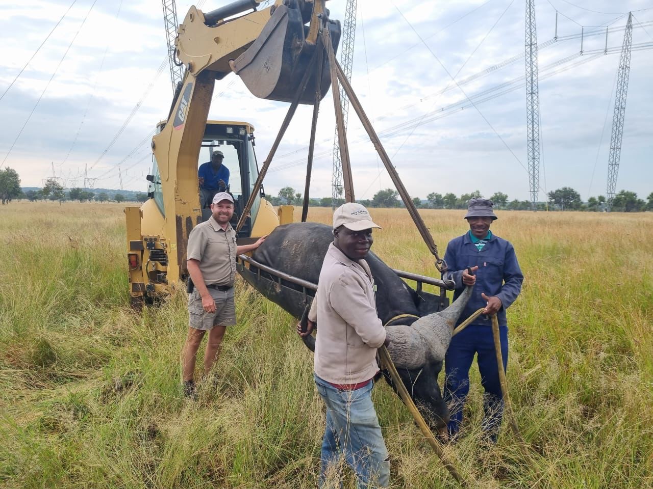 Angelo and colleagues moving a buffalo with a loader in open grassland