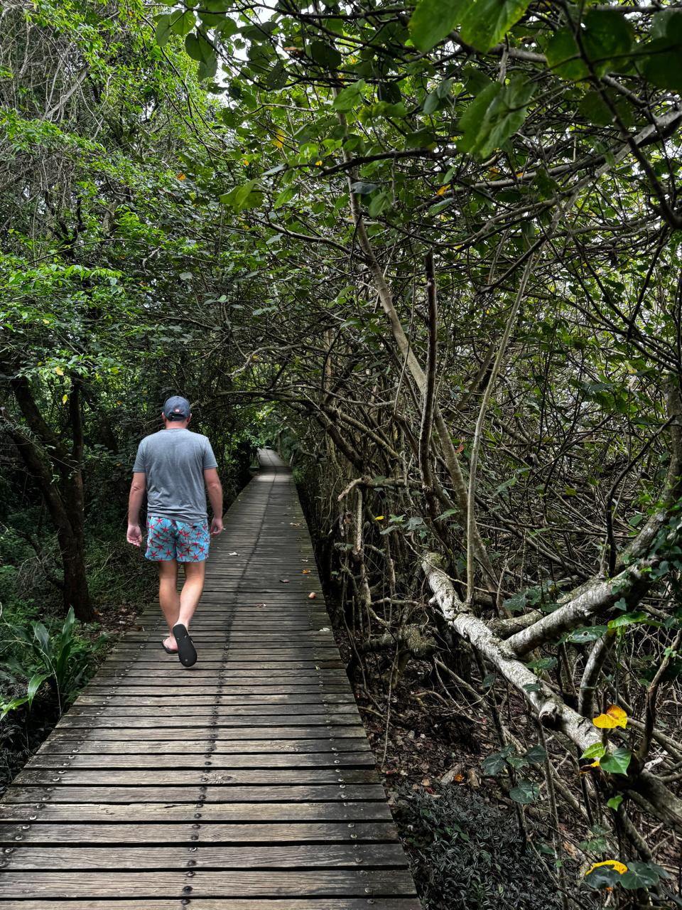 Angelo walking a wooden boardwalk through dense green forest