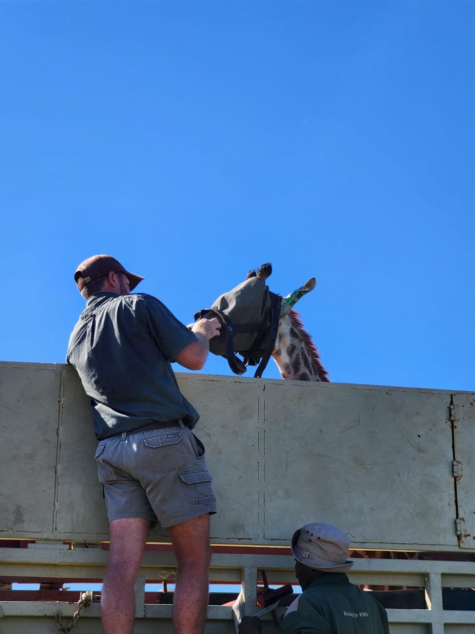 Angelo fitting a blindfold on a giraffe standing on a capture truck