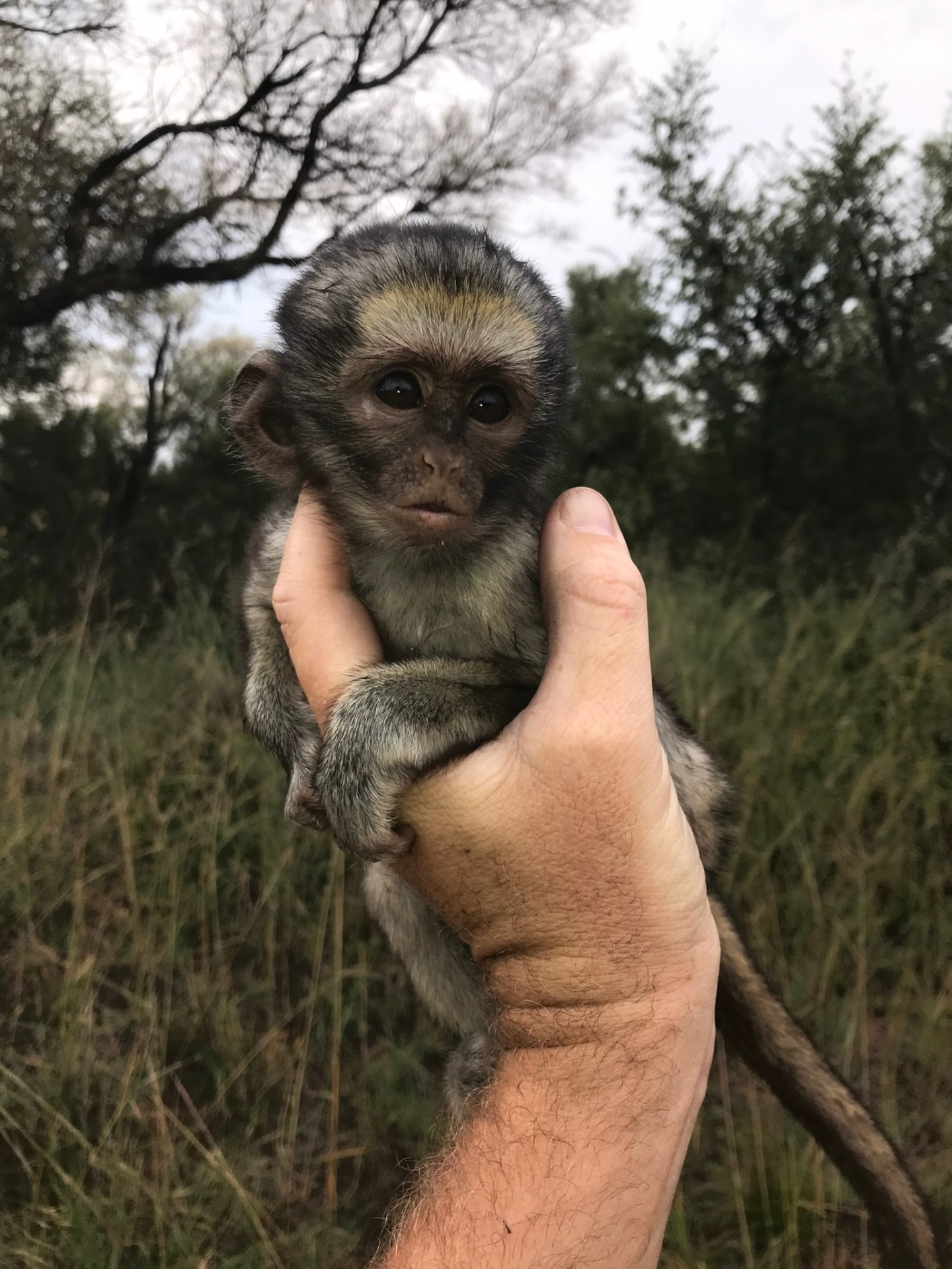 A tiny young monkey gently held in one hand outdoors among trees and grass