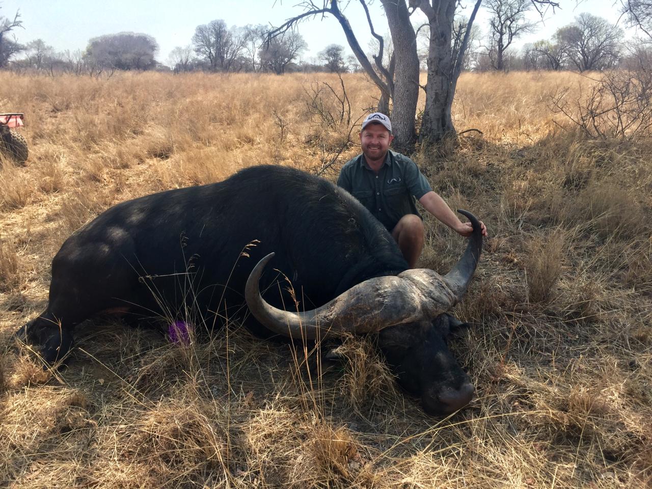 Angelo sitting beside a large dark buffalo bull lying in golden grass