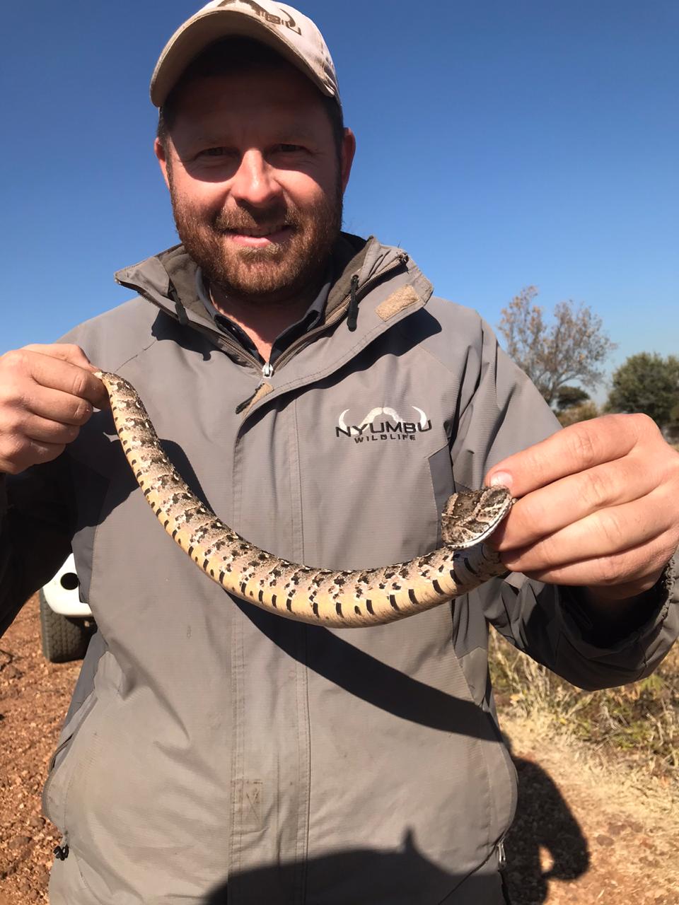 Angelo holding a puff adder gently with both hands in the field