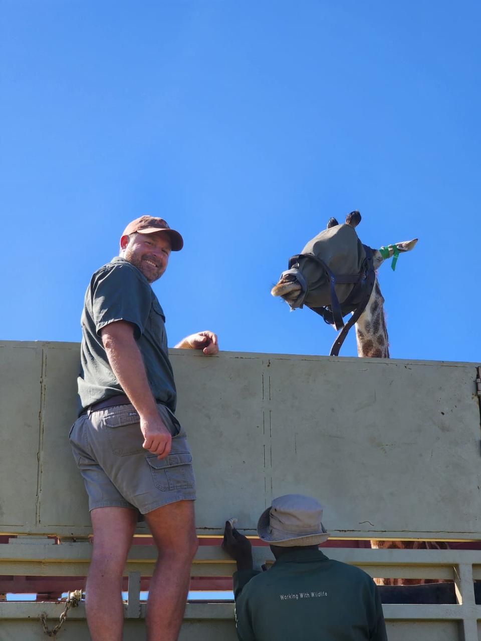 Angelo smiling beside a blindfolded giraffe standing in a capture truck