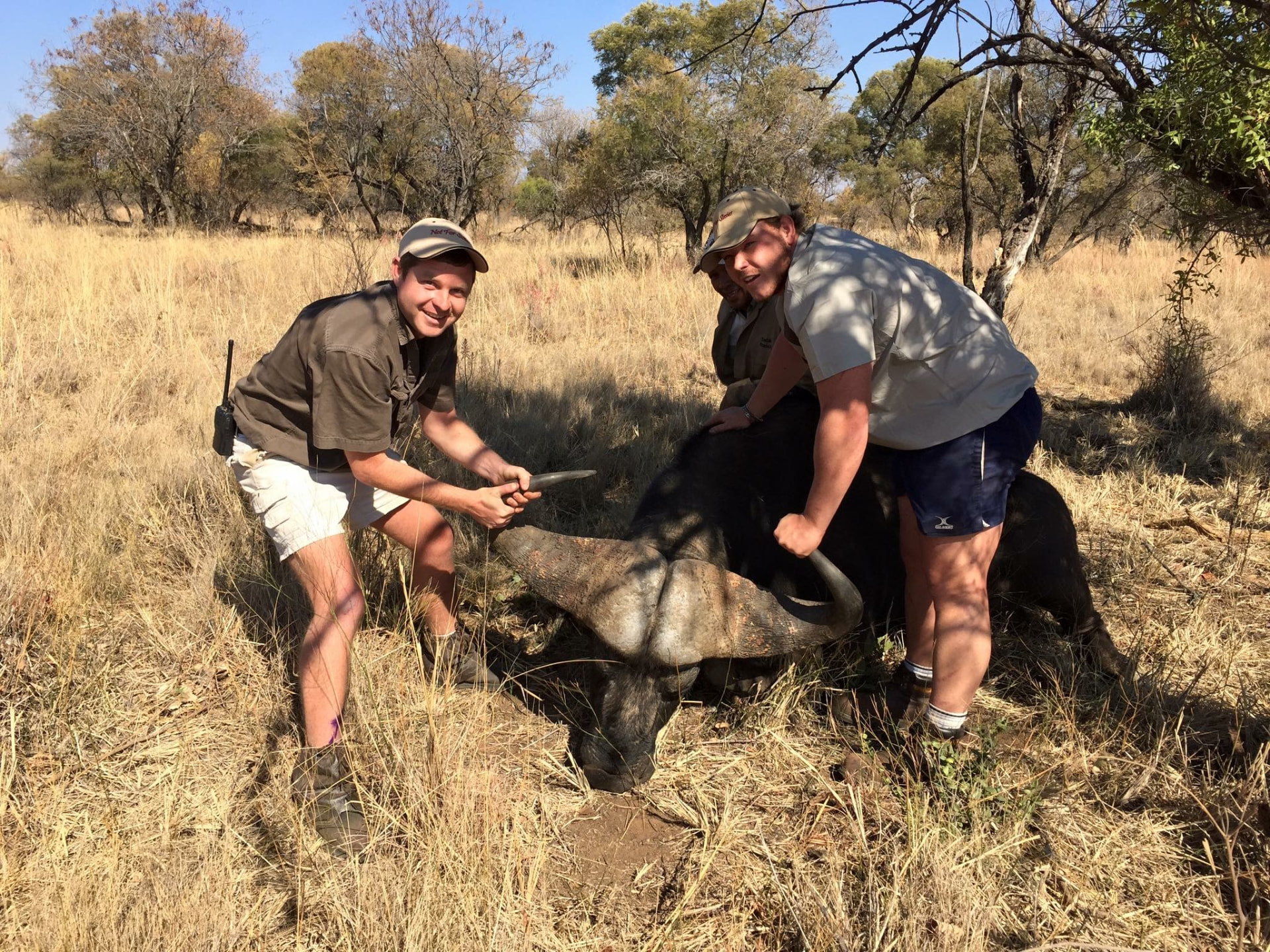 Angelo and a colleague guiding a large buffalo bull by the horns in dry grassland