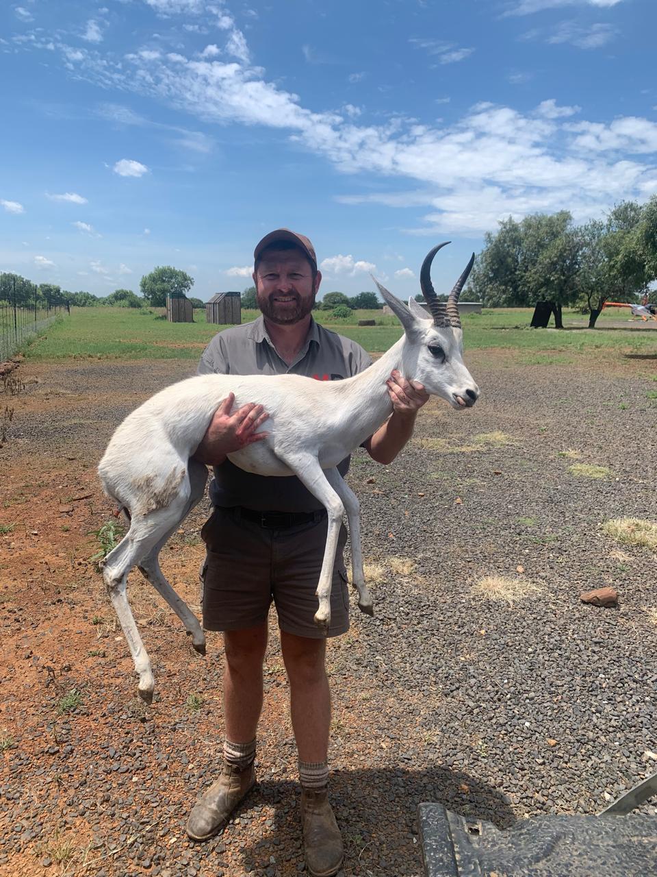 Angelo carrying a rare white springbok in his arms